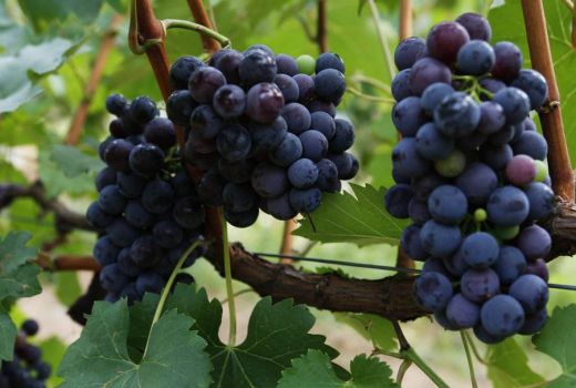 夏黑葡萄亩产多少?夏黑葡萄和巨峰区别?