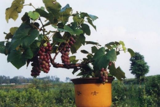 盆栽葡萄能长多大?盆栽葡萄整形修剪