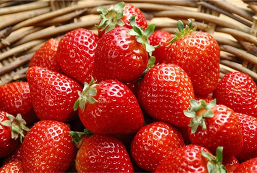 章姬草莓和红颜草莓区别，红颜草莓种植技术