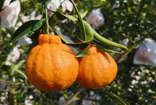 丑橘有利于减肥吗?丑橘的功效与作用