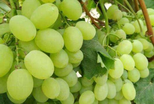 青提葡萄几月生长成熟?无籽青提葡萄