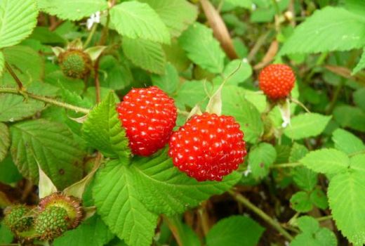 野草莓吃法技巧，野草莓能榨汁吗?