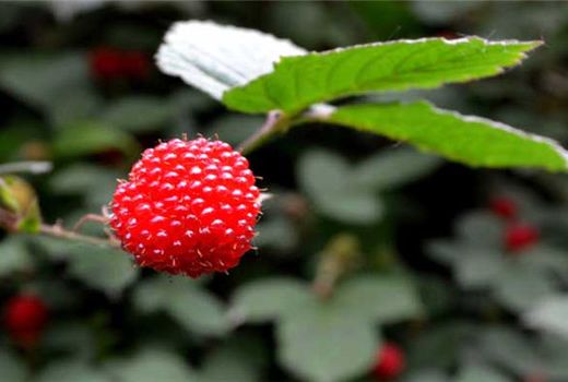 树莓如何进行种植?树莓如何种植能高产?