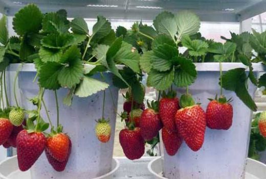阳台草莓如何种植?草莓和什么宜搭?