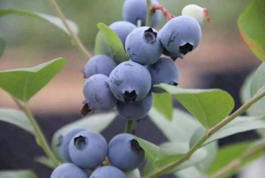 蓝莓产地在哪里?蓝莓的栽培技术