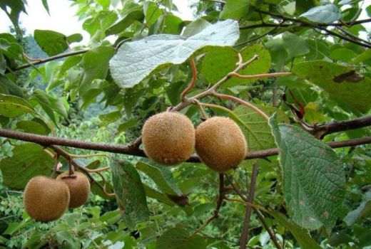 野生猕猴桃是什么?贵州野生猕猴桃多少钱一斤?