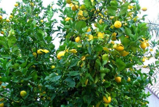 橙子树和柠檬树的区别，柠檬树繁殖技术