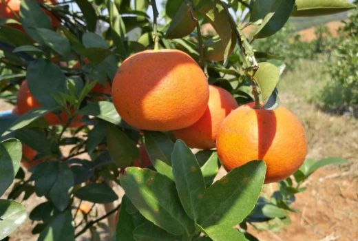 柑橘播种几年能结果?适合宜宾种植柑橘新品种种植方法