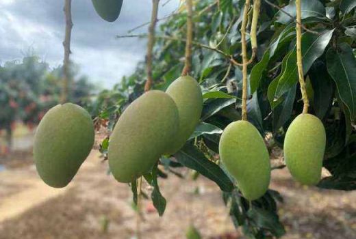芒果低产的原因，芒果怎么种植方法