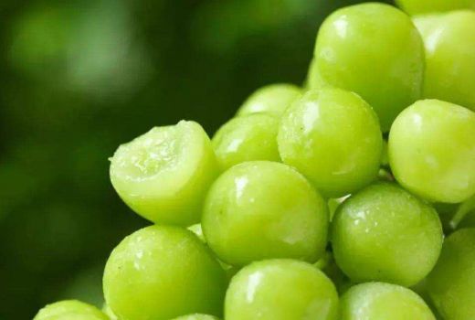 青提葡萄几月生长成熟?青提葡萄该如何种植?