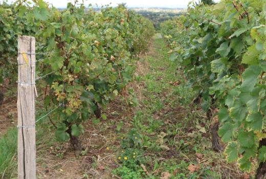 盆栽葡萄越冬管理，葡萄籽种植盆栽方法