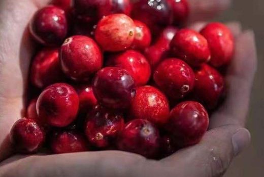 蔓越莓市场价格多少钱一斤?蔓越莓有什么营养价值呢?
