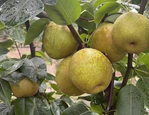 上海奉贤庄行蜜梨