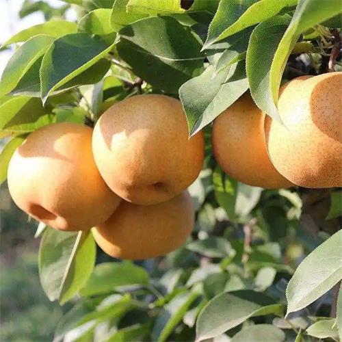 湖北枝江百里洲砂梨